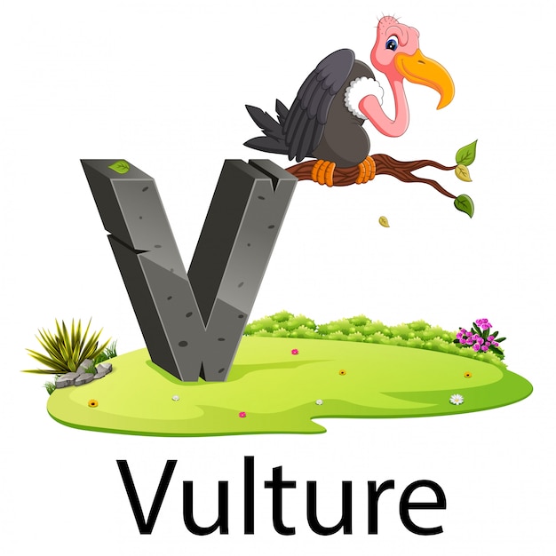 Premium Vector | Zoo animal alphabet v for vulture with the good animation