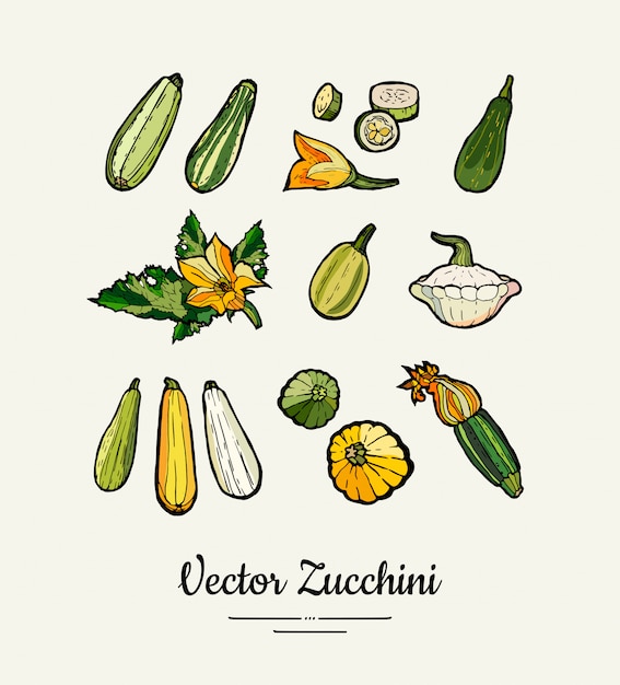 プレミアムベクター ズッキーニ手描きイラスト スカッシュのイラスト 菜食主義者のための孤立した緑のズッキーニ