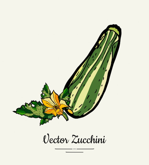 Premium Vector Zucchini Hand Drawn Illustration Set