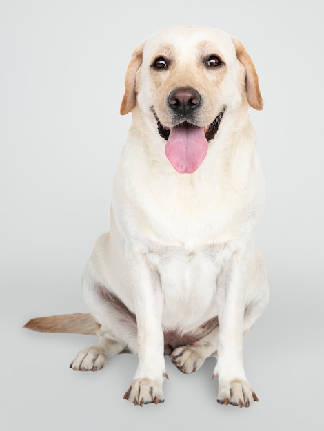 Porträt eines labrador retriever-hundes Kostenlosen PSD