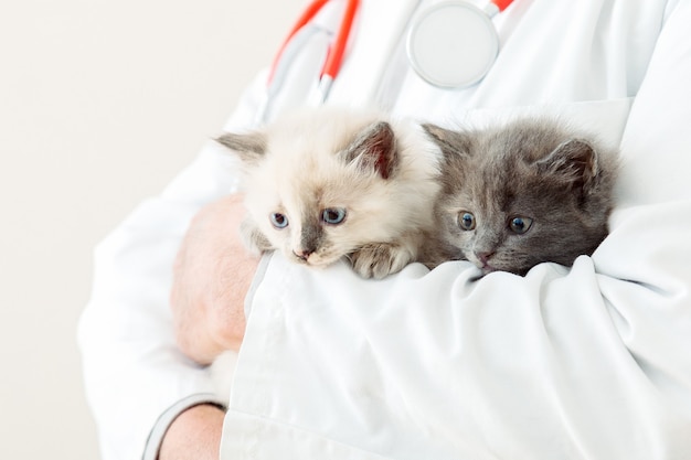 2 Deux Chatons Gris Moelleux Dans Les Mains Du Medecin Veterinaire En Blouse Blanche Avec Stethoscope