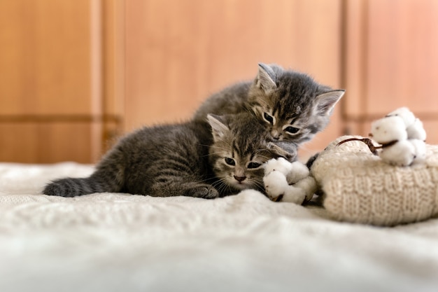 2 Mignons Chatons Tabby Dorment S Embrassent S Embrassent Sur Un Plaid Blanc Pres D Un