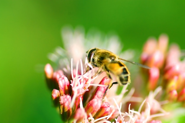 Abeille sur une fleur Photo gratuit