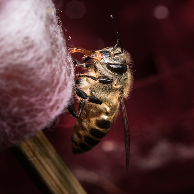 Résultat de recherche d'images pour "abeille boit nectar"