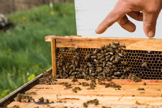 Abeilles sur nid d'abeille Photo gratuit