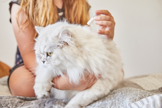 Une Adolescente Degouline De Gouttes De Puces Et De Tiques Sur Un Chat Blanc Britannique A Poil Long Photo Premium