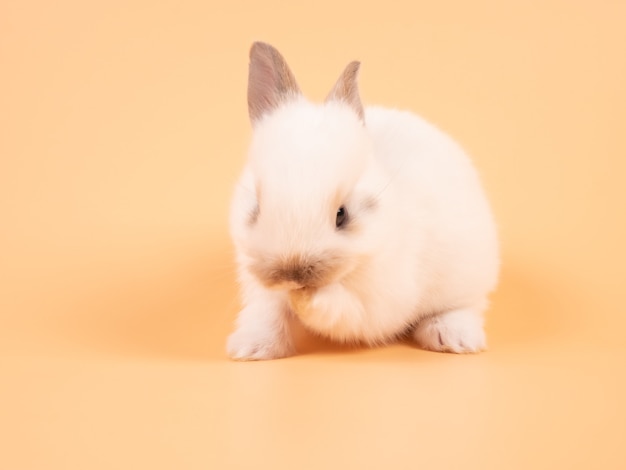 Adorable Bebe Lapin Blanc Sur Fond Jaune Lapin Bebe Mignon Photo Premium