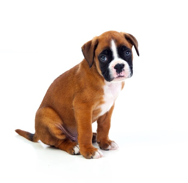 Adorable Boxer Chiot Assis Photo Premium