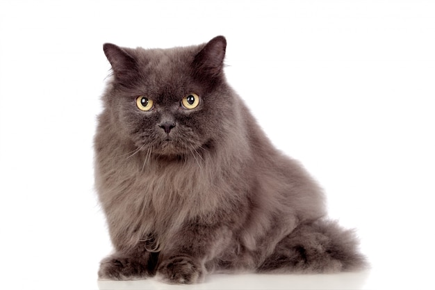 Adorable Chat Persan Isolé Sur Fond Blanc Télécharger Des