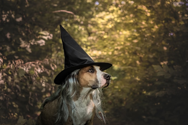 Adorable Chien Déguisé Pour Halloween En Sorcière De La Forêt 