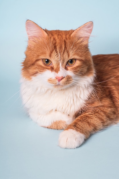 Adorable Jeune Chat Roux Avec Fourrure Blanche Et Visage Serieux Couche Et Reposant Sur Le Bleu Photo Premium