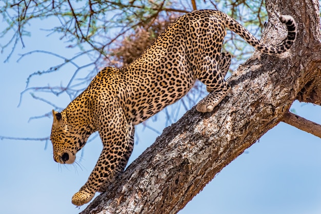 african leopard escalade descendant de l arbre pendant la journee photo gratuite coloriages portraits chameaux toutes les images