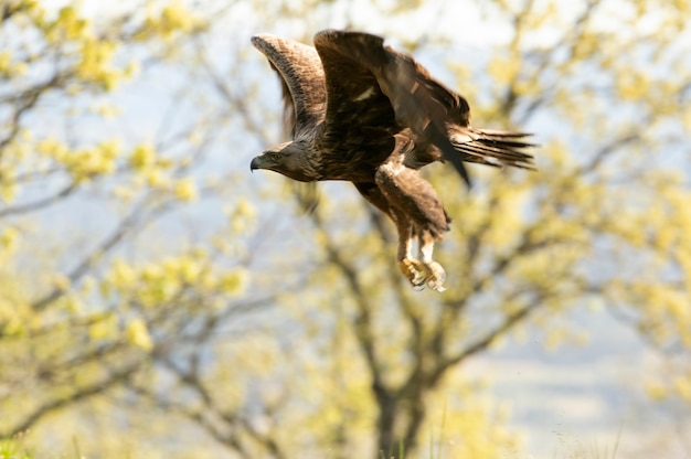 Aigle Royal Mâle Volant Dans Une Forêt De Chênes Aux Premières Lueurs ...