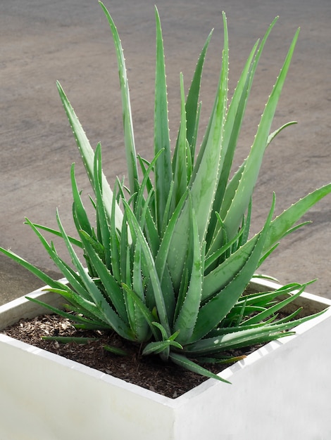 Aloe Vera Planté Dans Un Pot Blanc à L'extérieur. | Photo Premium