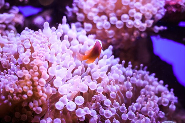 L'amphiprion (poisson-clown occidental (poisson-clown ocellaris, poisson-clown faux percula)) est en anémone. thaïlande. Photo Premium