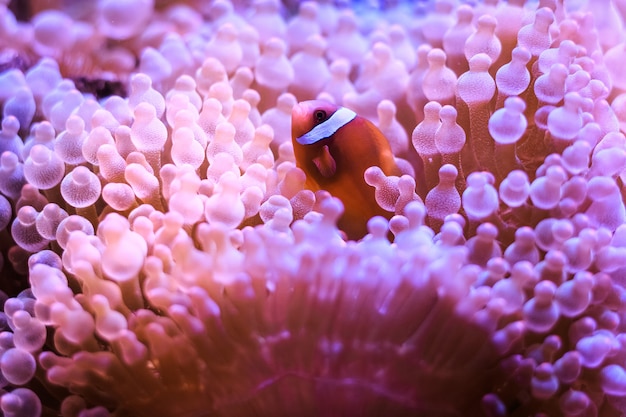 L'amphiprion (poisson-clown occidental (poisson-clown ocellaris, poisson-clown faux percula)) est en anémone. thaïlande. Photo Premium