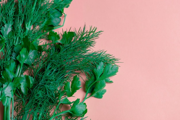 Aneth aux herbes fraîches, persil sur fond de papier corail. vue de dessus. espace de copie. Photo Premium