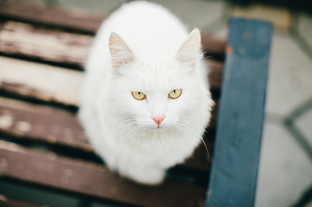 Animal Gros Plan Photographie D Un Chat Blanc Aux Yeux Jaunes Tristes Assis A L Exterieur Sur Un Banc En Bois Brun Par Temps Nuageux Photo Premium