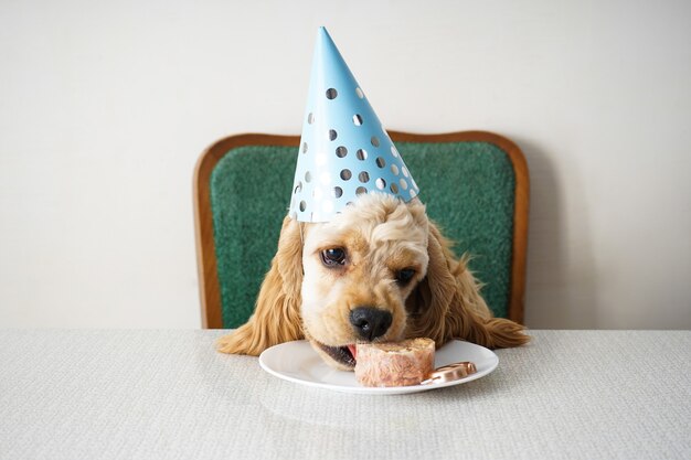 Anniversaire De Chien Cocker Spaniel Americain Photo Premium