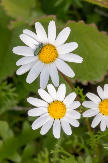 Anthemis Maritima (fenouil Pour Chien) Fleur  Photo Premium