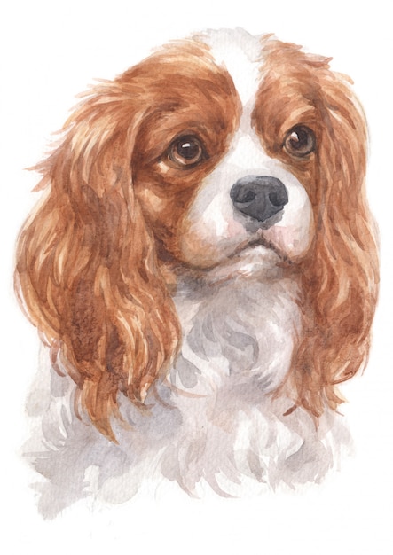 Aquarelle De Cavalier King Charles Spaniel Photo Premium