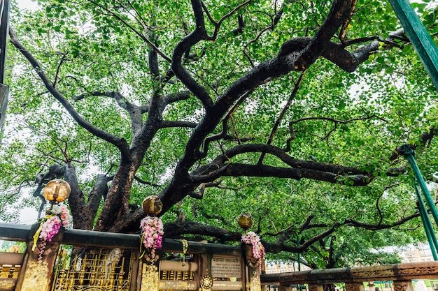  L  arbre  de  bodhi  pr s du temple mahabodhi  bodh gaya 