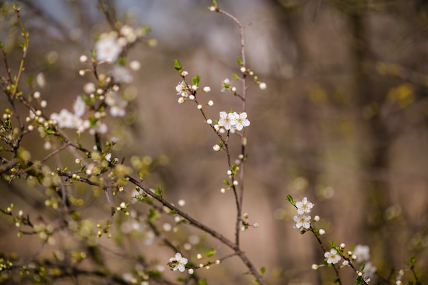 Arbre De Fleur De Cerisier Avec Fleur Blanche Fond De