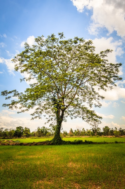  Arbre  De Pluie  Dans Les Rizi res Et Ciel Bleu Photo Premium