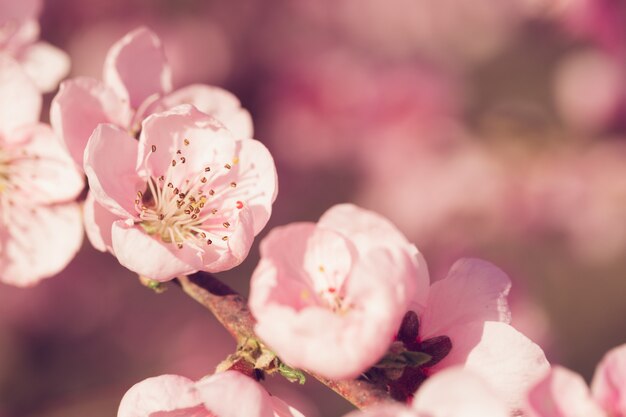 Arbre De Printemps Avec Des Fleurs Roses Télécharger Des