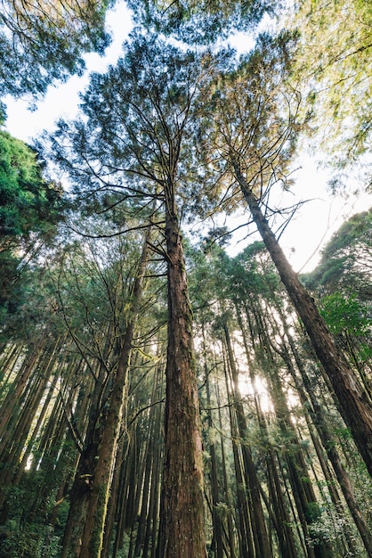 Arbres De Cèdre élevés Qui S’observent Dans La Forêt De La Zone De Loisirs De La Forêt Nationale D’alishan Dans Le Comté De Chiayi, Canton D’alishan, Taiwan. Photo Premium