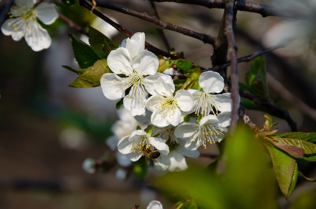 Quel arbre à des fleurs blanches ?