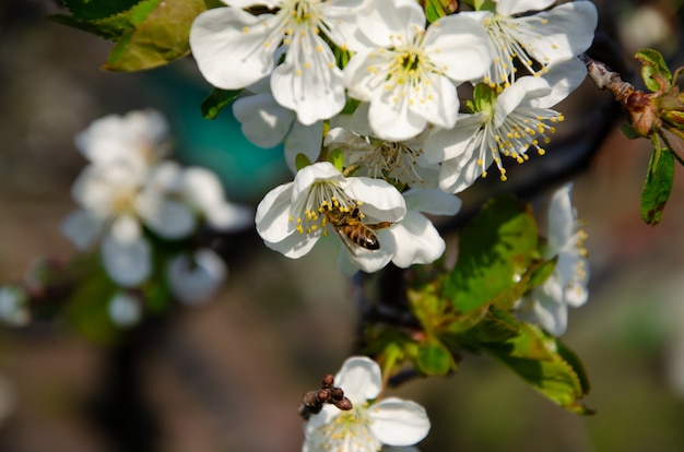 Arbres En Fleurs Abeille Sur Une Fleur Blanche Branche D