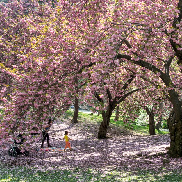 Arbres De Fleurs De Cerisier à Central Park Manhattan New