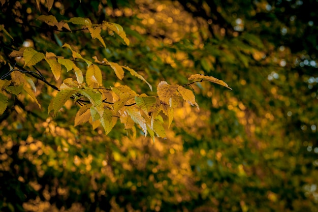 Autumm congé et nature floue. feuillage coloré dans le parc. chute des feuilles fond naturel. saison d'automne Photo Premium