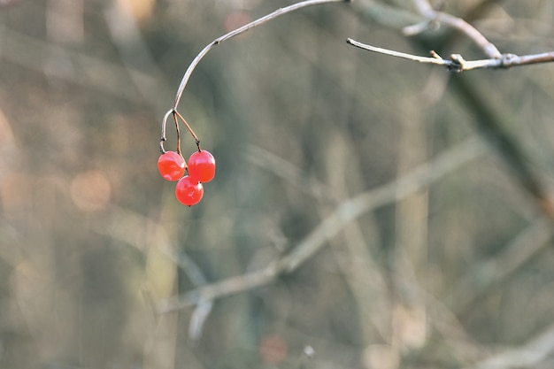 Baies Rouges Pour Les Oiseaux Sur Une Branche Darbre