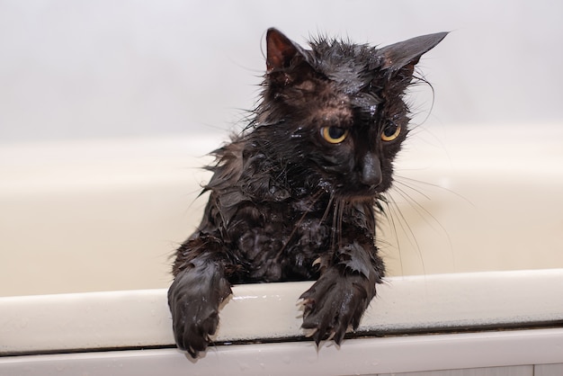 Baignade Chat Noir Mouille Aux Yeux Jaunes Photo Premium