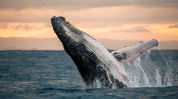 La Baleine à Bosse Saute Hors De L'eau. Beau Saut. . Madagascar. île ...