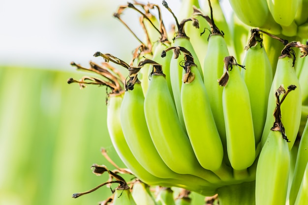 Bananier Avec Bouquet De Bananes Vertes Crues Photo Premium