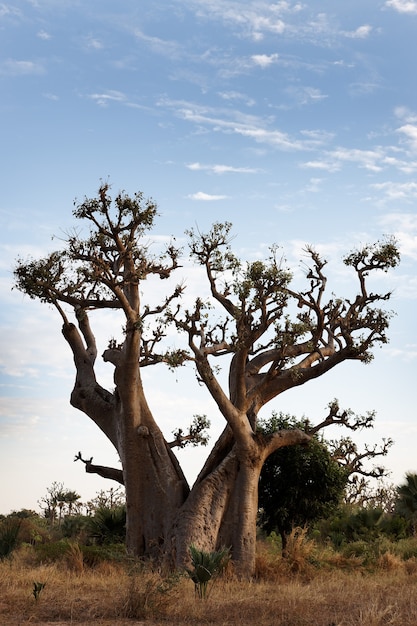 Le Baobab Photo Gratuite