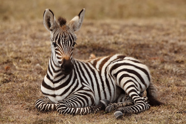 Beau Bebe Zebre Assis Sur Le Sol Capture Dans La Jungle Africaine Photo Gratuite