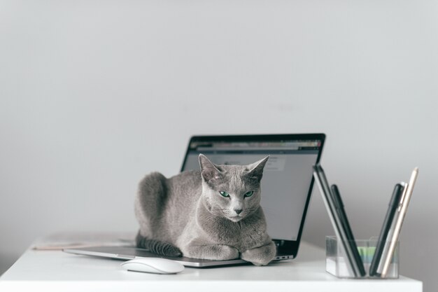 Beau Chat Bleu Russe Avec Un Museau Emotionnel Drole Allonge Sur Un Keayboard De Cahier Et