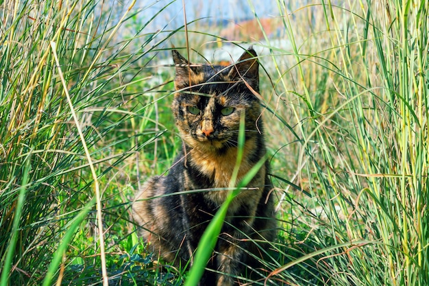 Beau Chat Couleur Ecaille De Tortue Inhabituelle Cache Dans L Herbe Epaisse Photo Premium