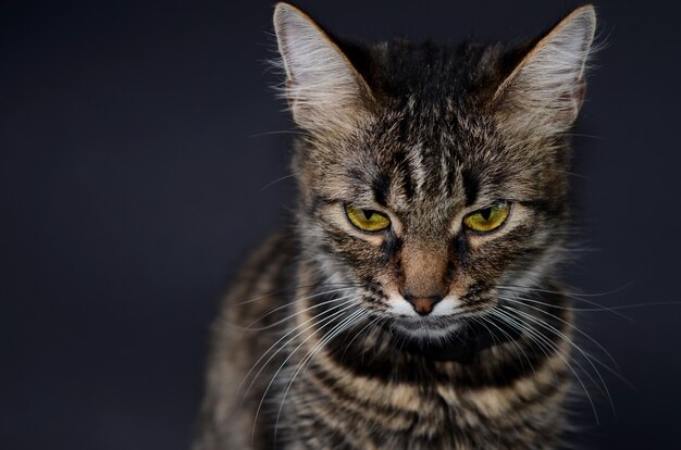 Beau Chat Gris Aux Yeux Jaunes Télécharger Des Photos Premium