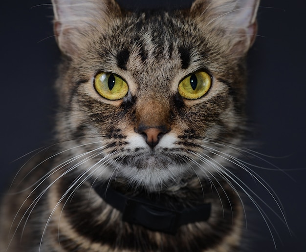 Beau Chat Gris Aux Yeux Jaunes Télécharger Des Photos Premium