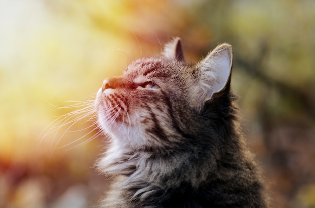 Beau Chat Gris Aux Yeux Marron Photo Premium