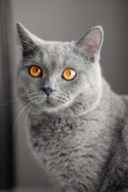 Beau Chat Gris Britannique Portrait En Gros Plan Photo Premium