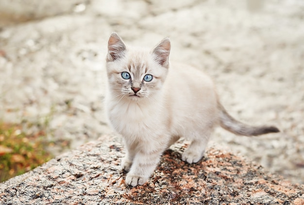 Beau Chaton Gris Aux Yeux Bleus Animal De Compagnie Refuge Animalier Chat Abandonne Chaton Triste Errant Dans La Rue Apres La Pluie Concept De Protection Des Animaux Sans Abri Photo Premium