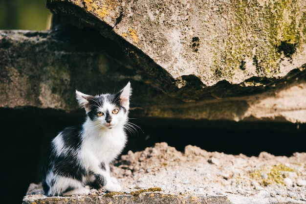 Beau Chaton Pauvre Sans Abri Nouveau Ne Assis Sous Le Pont De La Ville Et A