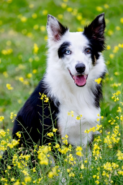 Beau Chien Border Collie Noir Et Blanc Photo Premium