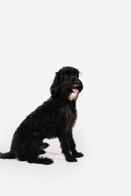 Beau Chien Noir Posant Avec Un Fond Blanc Télécharger Des